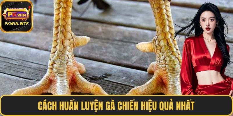 Cách huấn luyện gà chiến hiệu quả nhất