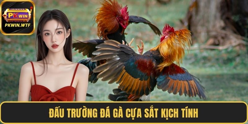 Đấu trường đá gà cựa sắt kịch tính