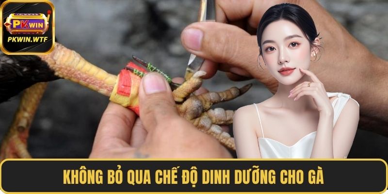 Không bỏ qua chế độ dinh dưỡng cho gà