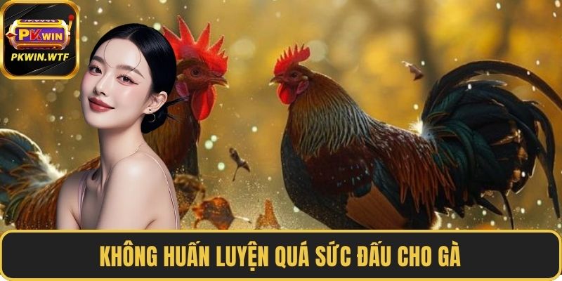 Không huấn luyện quá sức đấu cho gà