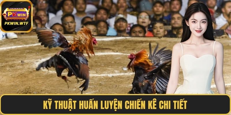 Kỹ thuật huấn luyện chiến kê chi tiết