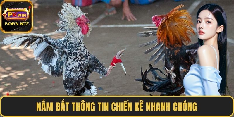 Nắm bắt thông tin chiến kê nhanh chóng